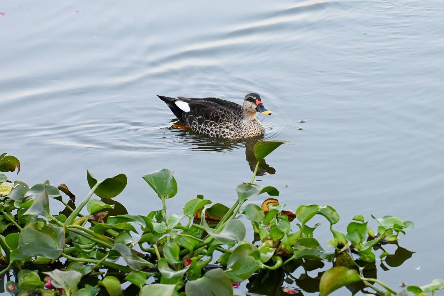 Salim Ali Lake Aurangabad